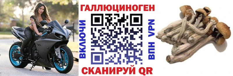 Галлюциногенные грибы Psilocybe  Купить где  Выборг 